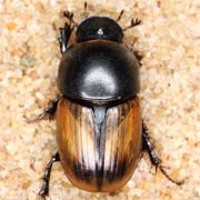 Aphodius erraticus (6–7.5 mm)