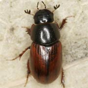 Aphodius fasciatus (4–5 mm)