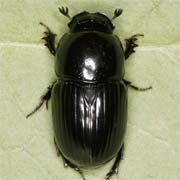 Aphodius fossor (10–13 mm)