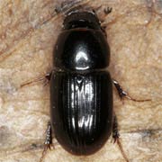 Aphodius granarius (3–5 mm)