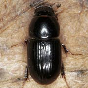 Aphodius granarius (3–5 mm)