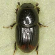 Aphodius haemorrhoidalis (3.5–5 mm)