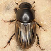 Aphodius luridus (6–9 mm)