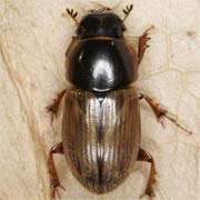 Aphodius prodromus (4–7 mm)