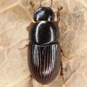 Aphodius pusillus (3–4.5 mm)