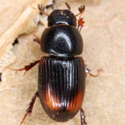 Aphodius quadrimaculatus (3–4 mm)