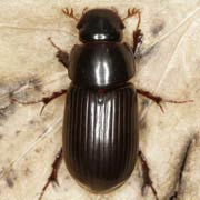 Aphodius rufipes (11–13 mm)