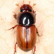 Aphodius rufus (5–7 mm)