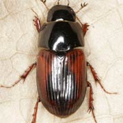 Aphodius satellitius (6–8 mm)