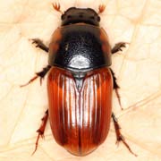 Aphodius scrutator (10–15 mm)