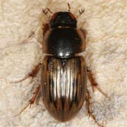 Aphodius sticticus (4.5–5 mm)