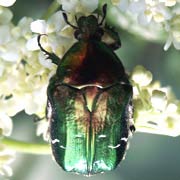 Cetonia aurata (14–20 mm)