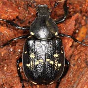 Gnorimus variabilis (17–22.2 mm)