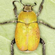 Hoplia argentea (9–11 mm)