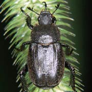 Hoplia philanthus (8–9 mm)