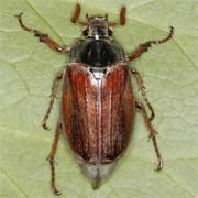 Melolontha melolontha (20–25 mm)