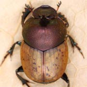 Onthophagus coenobita (6–10 mm)