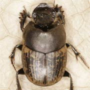 Onthophagus fracticornis (7–9 mm)