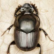 Onthophagus illyricus (5.5–11.5 mm)