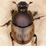 Onthophagus lemur (6–8 mm)