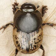 Onthophagus nuchicornis (6–9 mm)