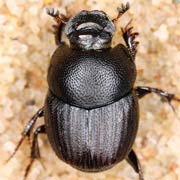 Onthophagus ovatus (4.5–5.5 mm)