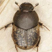 Onthophagus similis (4–7 mm)