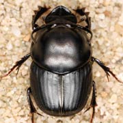 Onthophagus taurus (5.5–11.5 mm)