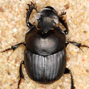 Onthophagus verticicornis (7–10 mm)