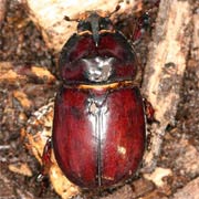 Oryctes nasicornis (20–40 mm)