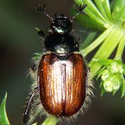 Phyllopertha horticola (8.5–12 mm)