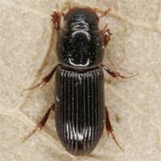 Pleurophorus caesus (2.5–3.2 mm)