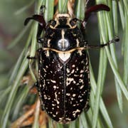 Polyphylla fullo (25–36 mm)