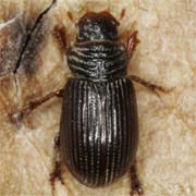 Psammodius asper (2.6–4 mm)