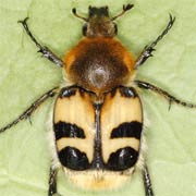 Trichius fasciatus (9–12 mm)