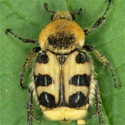 Trichius zonatus (10–12 mm)