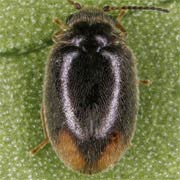 Cyphon padi (2.3–2.5 mm)