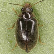 Cyphon palustris (3.2–3.4 mm)