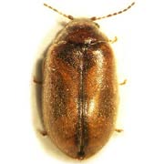 Cyphon variabilis (3–4 mm)