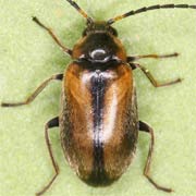 Elodes marginata (4.5–5.3 mm)