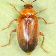 Elodes minuta (4.5–6 mm)