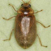 Microcara testacea (3.2–6 mm)