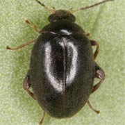 Scirtes hemisphaericus (3–3.8 mm)