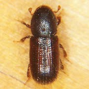 Dryocoetes autographus (3.5–4.2 mm)