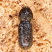Ernoporicus fagi (1.5–2 mm)