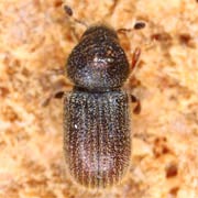 Ernoporus tiliae (1.1–1.5 mm)