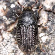 Hylesinus crenatus (4–6 mm)