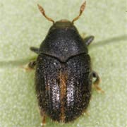 Hylesinus oleiperda (2.5–3 mm)