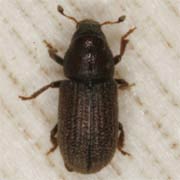 Hylurgops palliatus (2.3–3.4 mm)