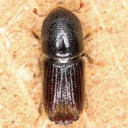 Ips sexdentatus (5.5–7.5 mm)